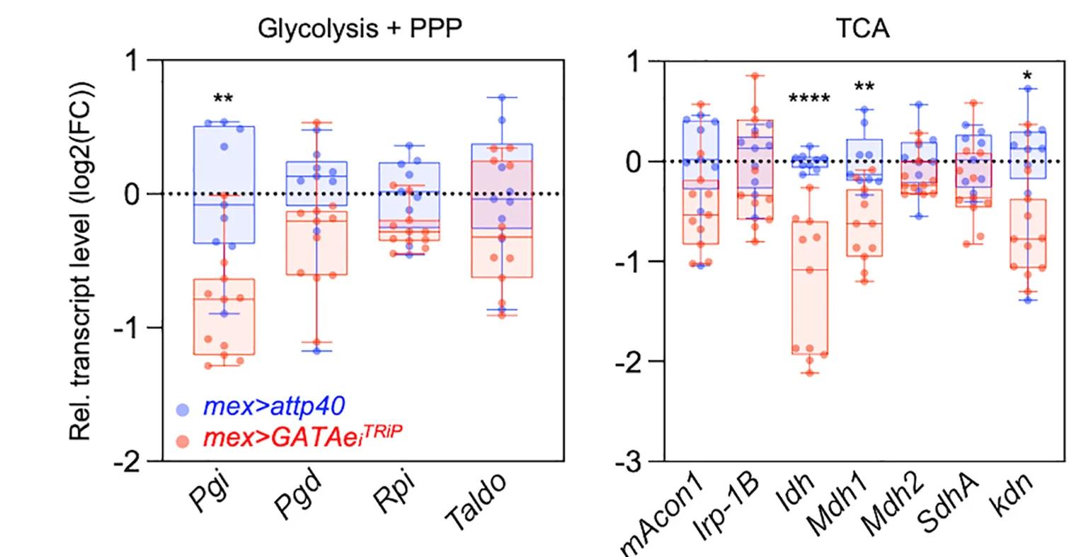 Open access visualization of Box Plot, Scatter Plot, CCM, RT-qPCR, Intestines