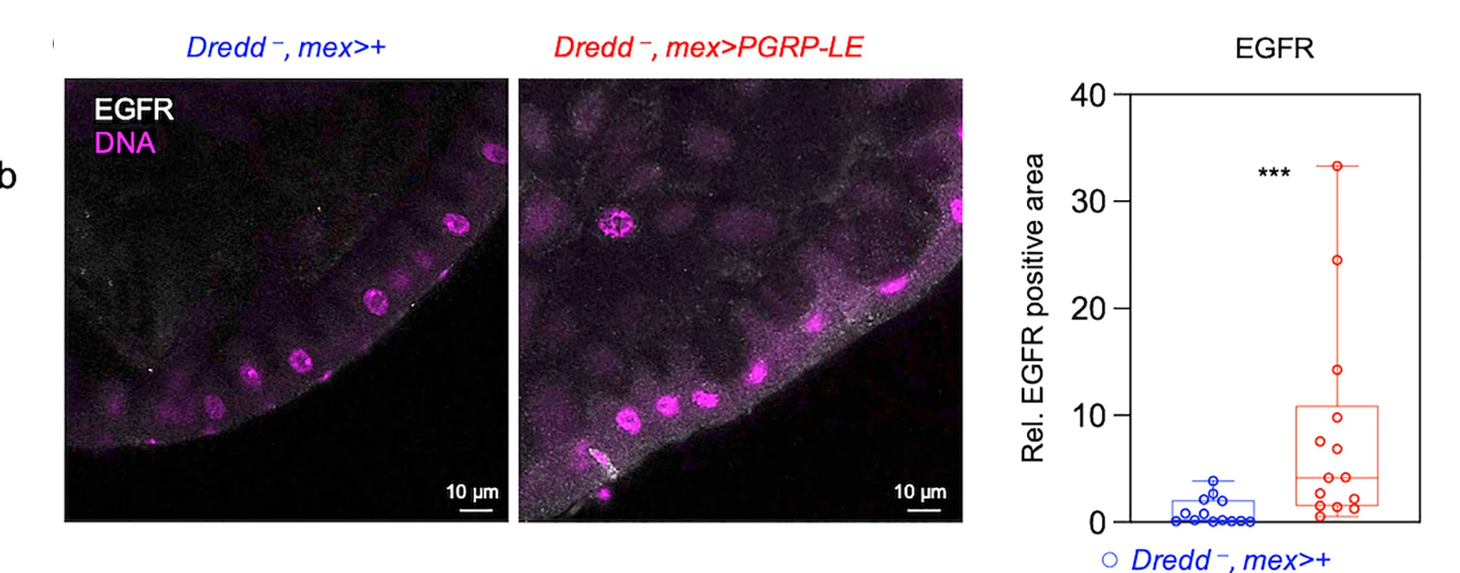 Open access visualization of Microscopy, Box Plot, Scatter Plot, Antibody Stains, EGFR Levels