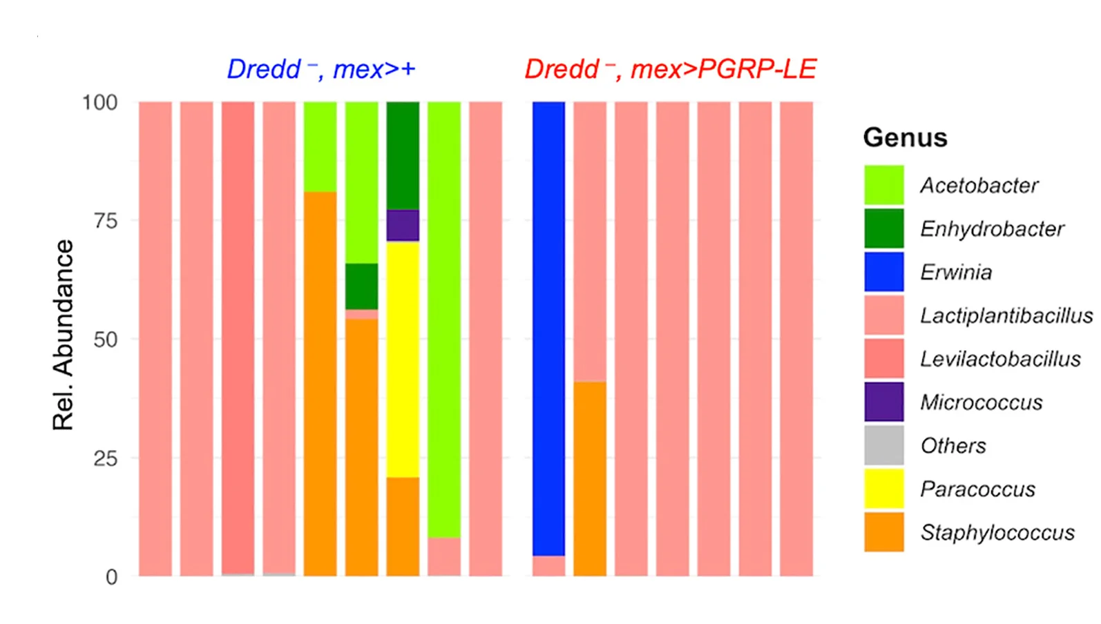 Open access visualization of Stacked Bar Plot, Bacterial Genera, Biological Replicates, Genotypes, Gut Microbiome