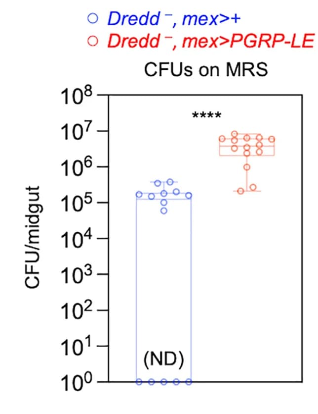 Open access visualization of Scatter Plot, Error Bars, Intestinal Lactic Acid Bacteria, Midgut Homogenates, MRS Nutrient Agar