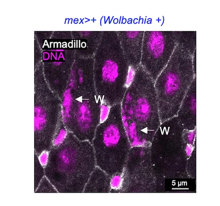 Open access visualization of Microscopy, Midgut, Wolbachia, Intracellular Bacterium, DAPI