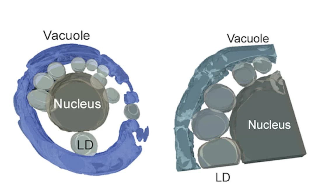 Open access visualization of 3D Plot, Protein Structure, Chemical Structure, 3D Reconstruction, Subcellular Bearing