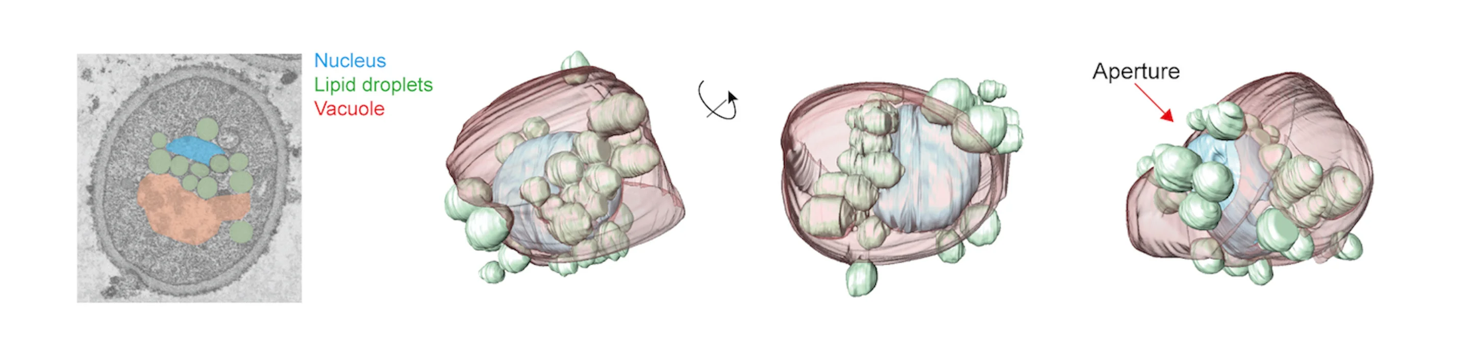 Open access visualization of Microscopy, 3D Plot, 3D Reconstruction, Subcellular Bearing, FIB-SEM