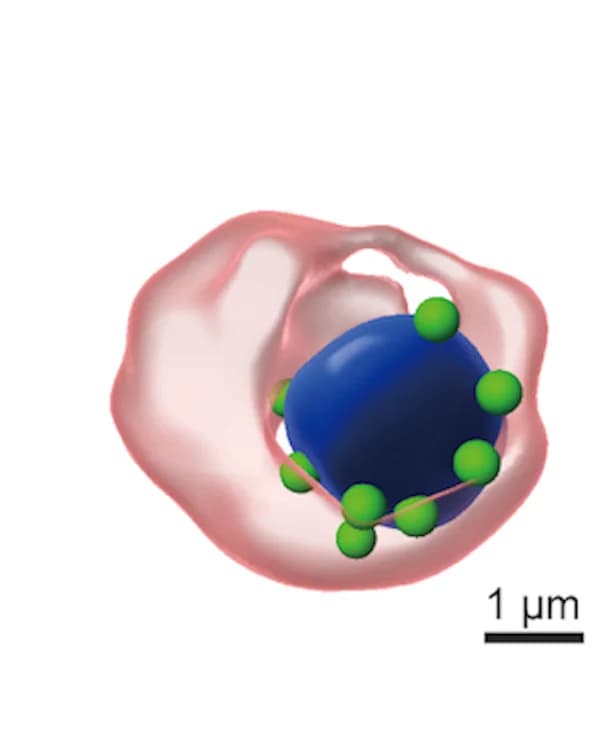 Open access visualization of 3D Plot, 3D Reconstruction, Subcellular Bearing, Z Stack Images