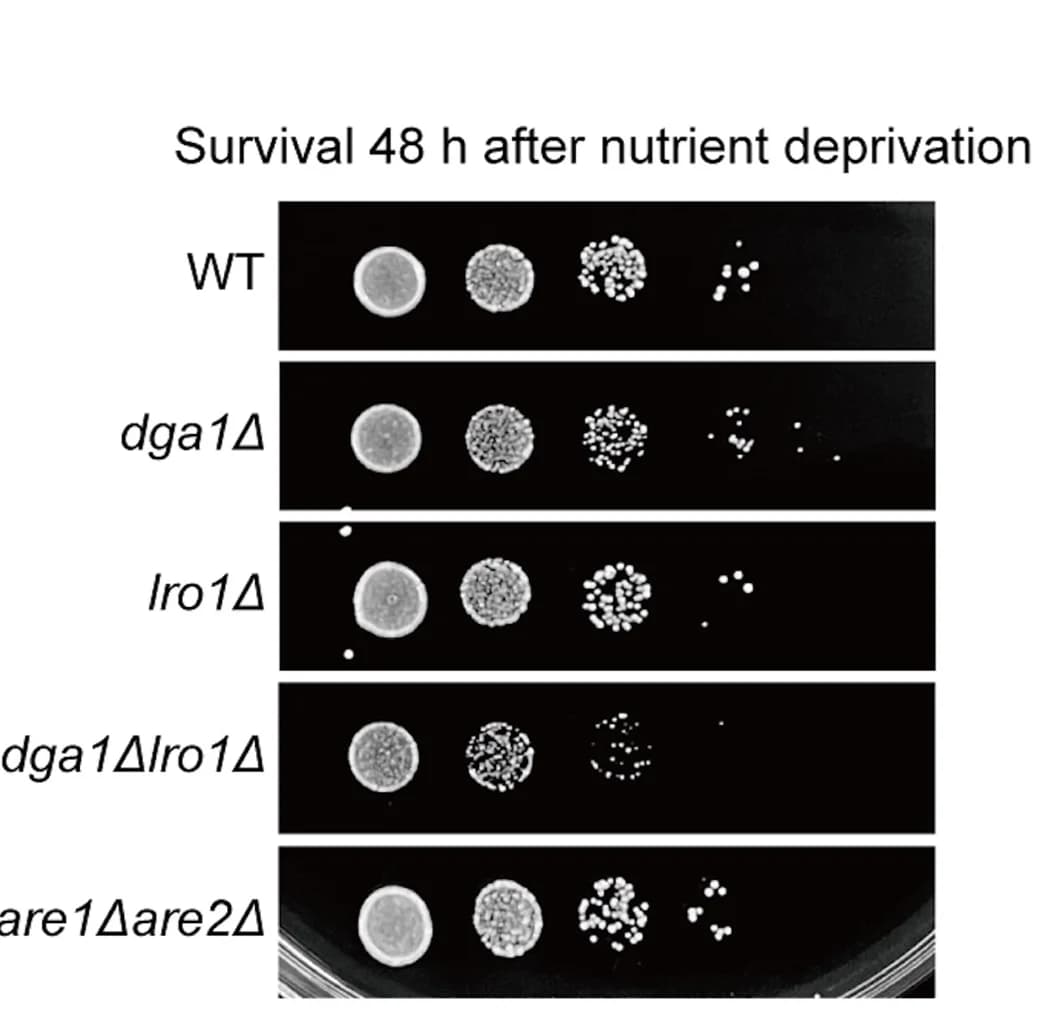 Open access visualization of Gel, Spotting Assay, Survival, Nutrient Deprivation