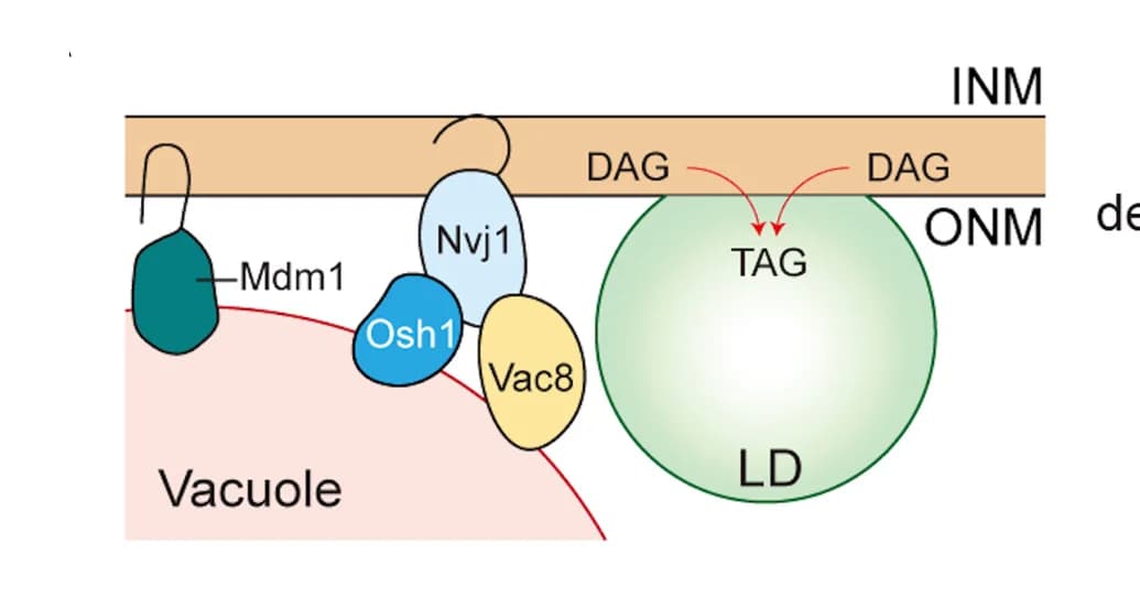 Open access visualization of Workflow, Illustration, NVJ, LD, Biogenesis