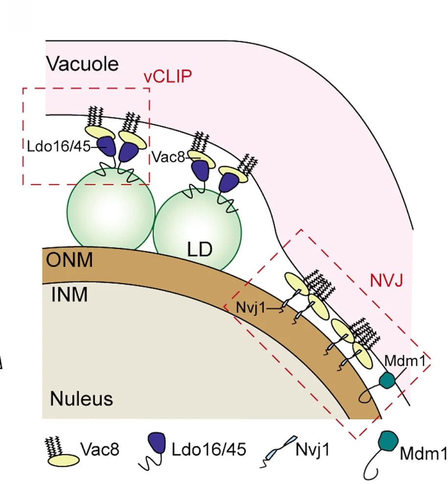 Open access visualization of Illustration, Schematic Representation, NVJ, vCLIP, Protein Complex