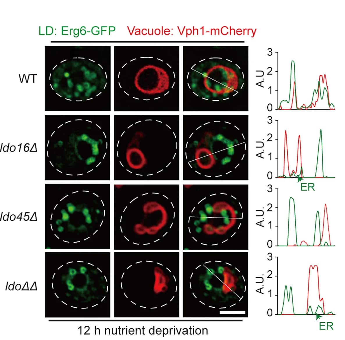 Open access visualization of Microscopy, Line Plot, Live Cell Imaging, Lipid Droplets, Vacuole