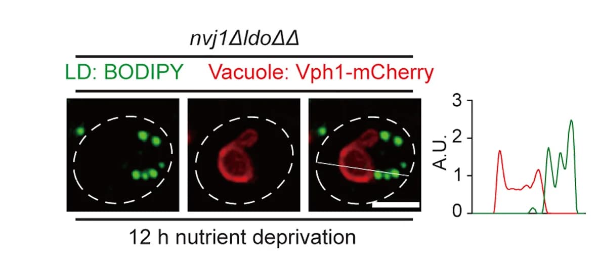 Open access visualization of Microscopy, Line Plot, Live Cell Imaging, Lipid Droplets, Vacuole