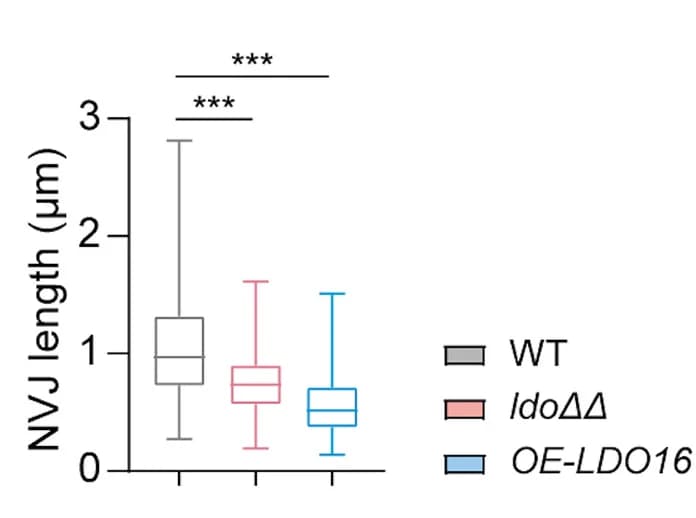 Open access visualization of Box Plot, NVJ Length, Quantification