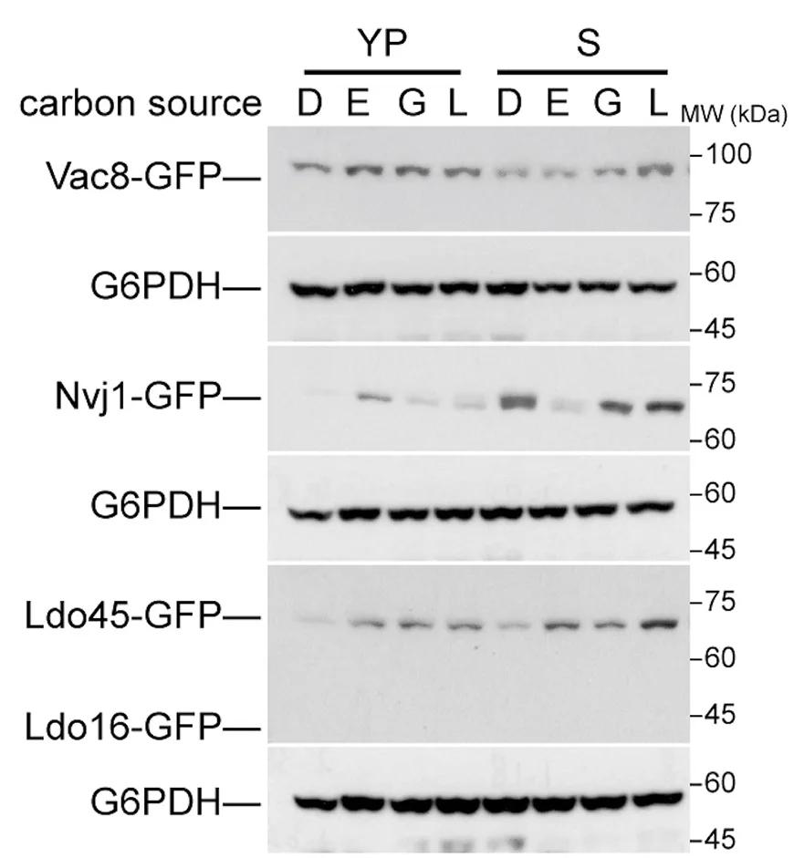 Open access visualization of Gel, Western Blot, Protein Levels, Nutrient Deprivation, Carbon Sources