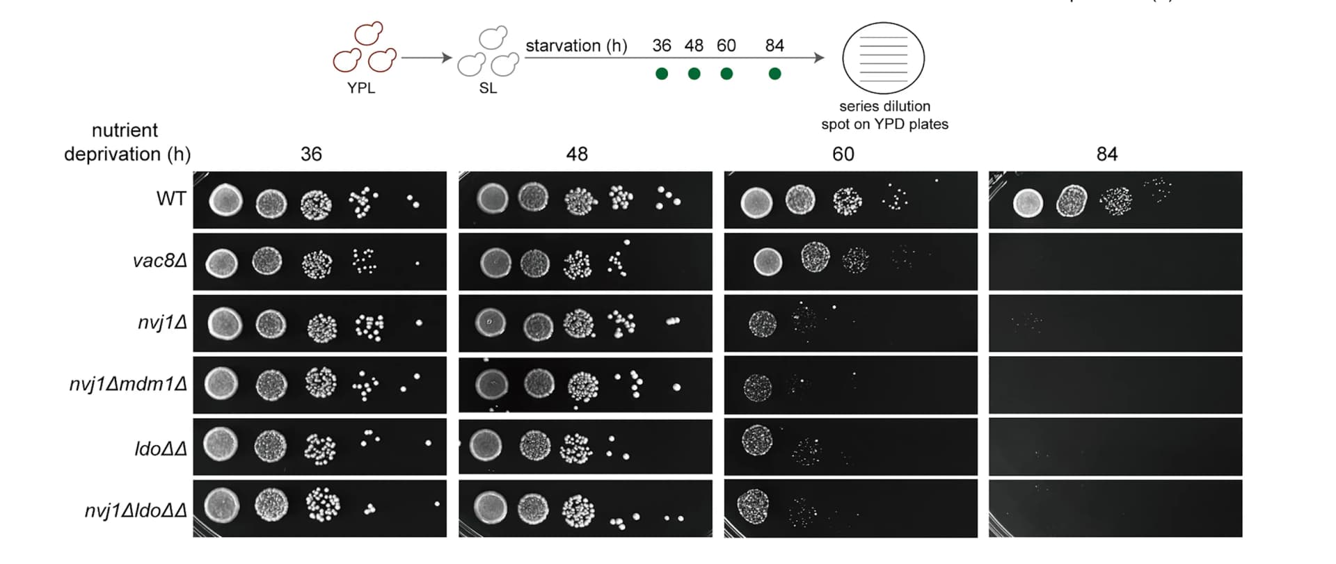 Open access visualization of Gel, Workflow, Cell Survival, Nutrient Deprivation