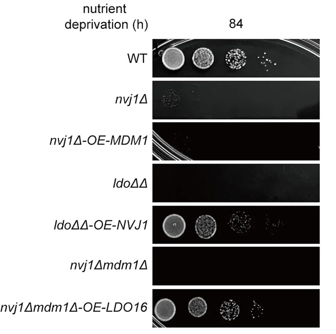 Open access visualization of Photo, Gel, Cell Survival, Nutrient Deprivation