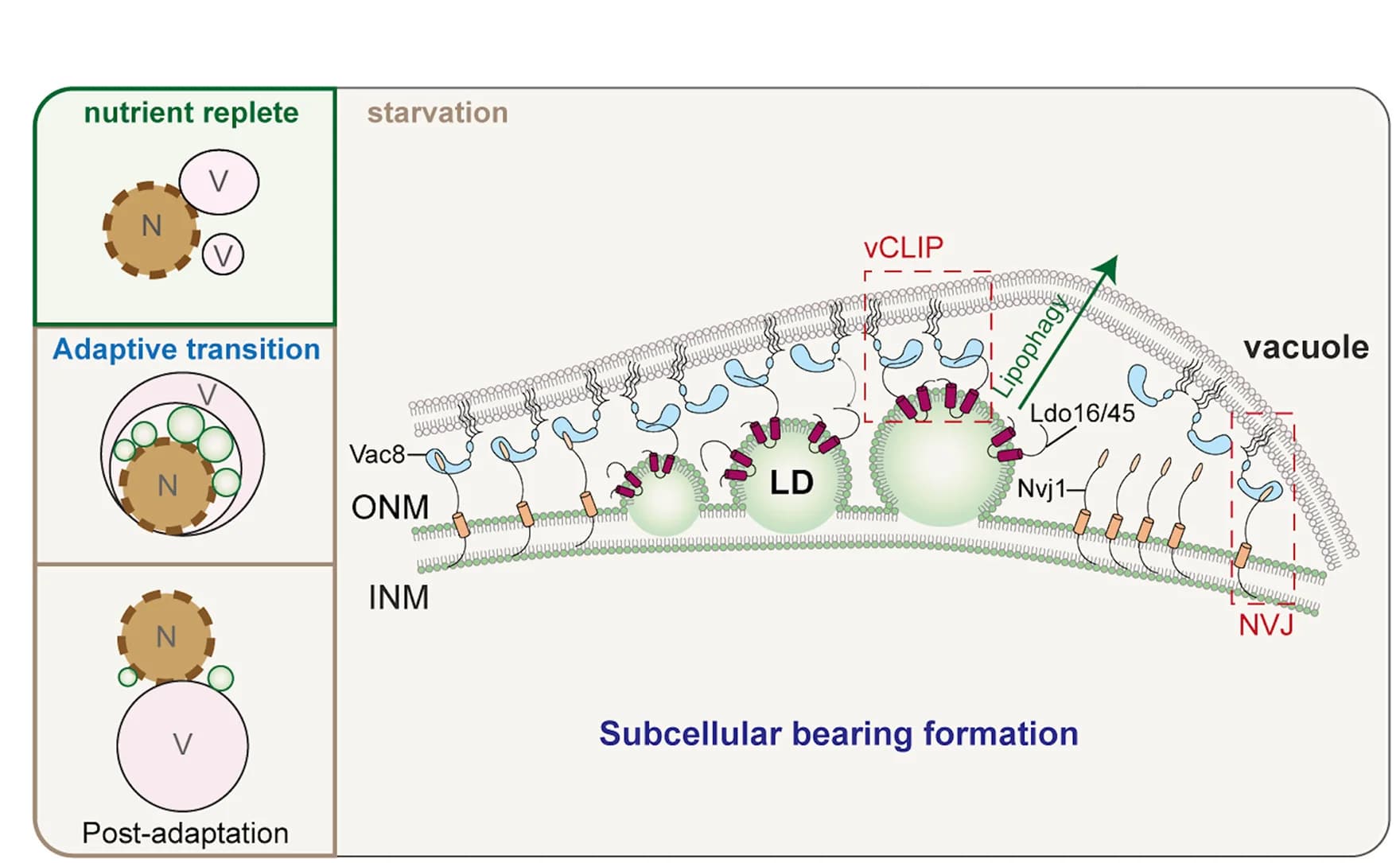 Open access visualization of Illustration, Workflow, Subcellular Bearings, Nutrient Deprivation, Models