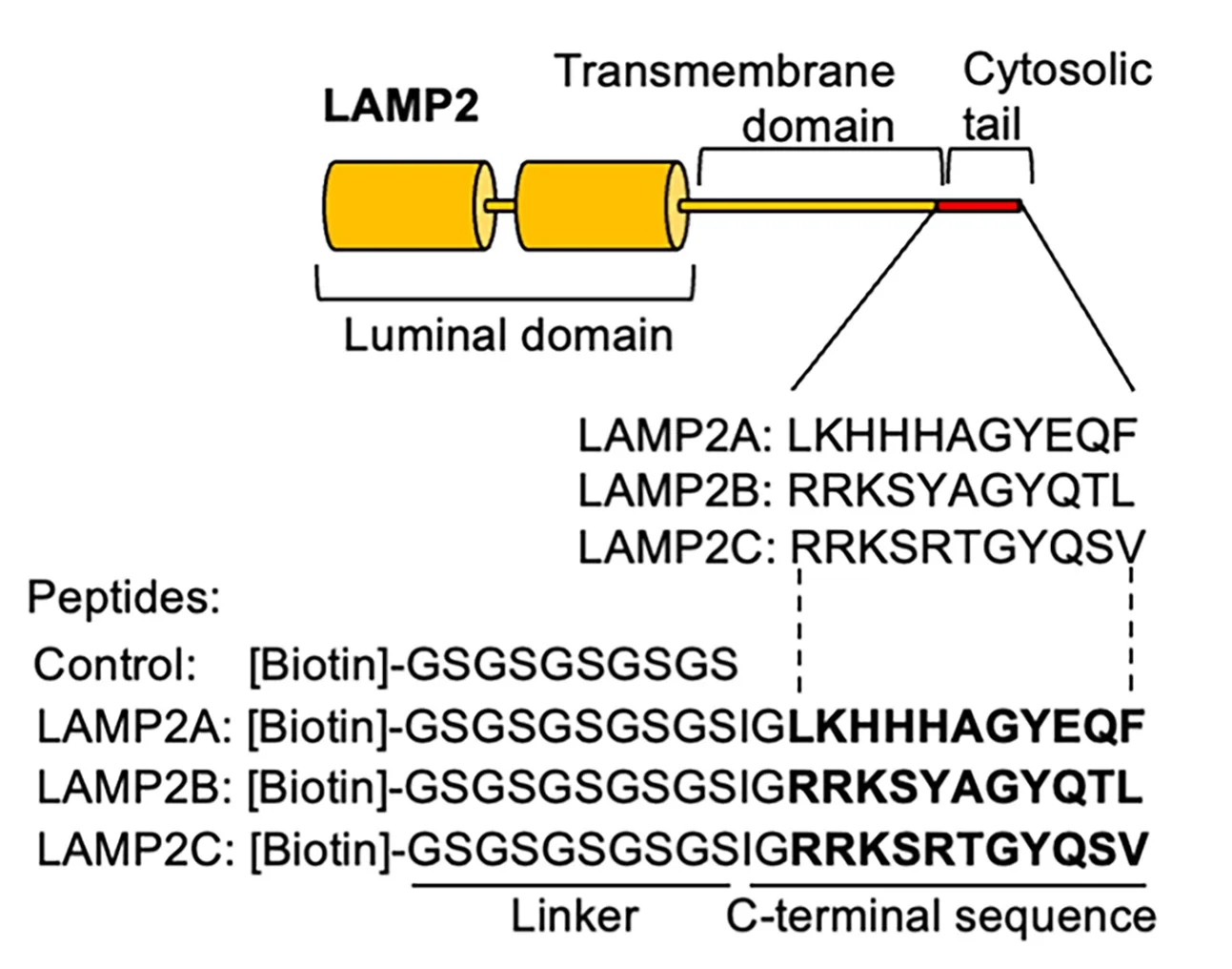 Open access visualization of Illustration, LAMP2, Cytoplasmic Sequences, Biotin-tagged Peptides, Cytoplasmic Tail