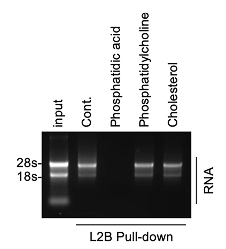 Open access visualization of Gel, RNA Binding, LAMP2B, Cytoplasmic Tails, Lipid Molecules