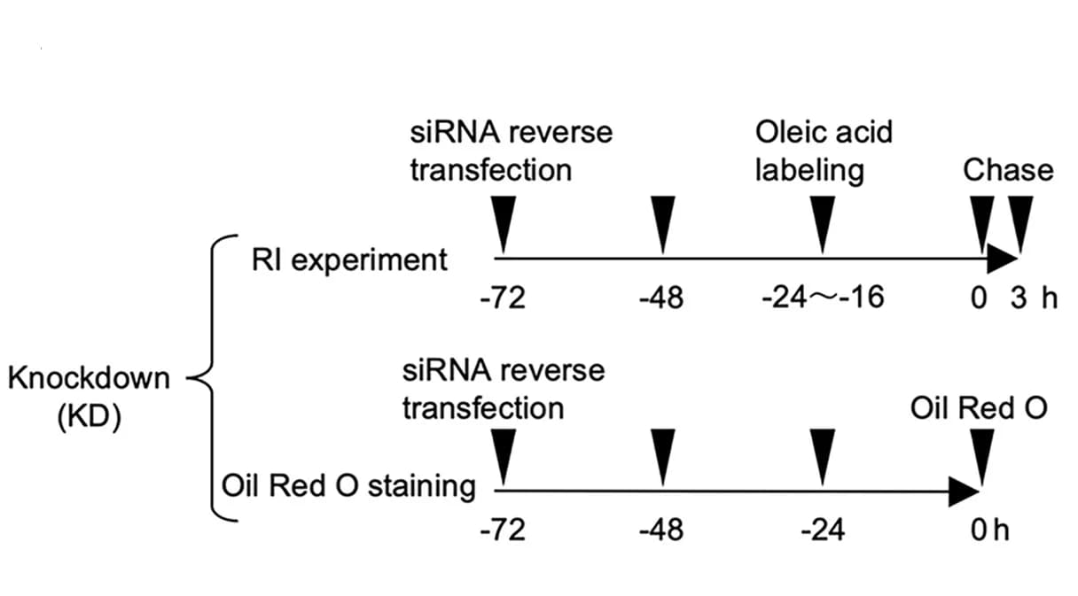 Open access visualization of Workflow, Flowchart, Lipid Hydrolysis, Oil Red O Staining, siRNA-KD