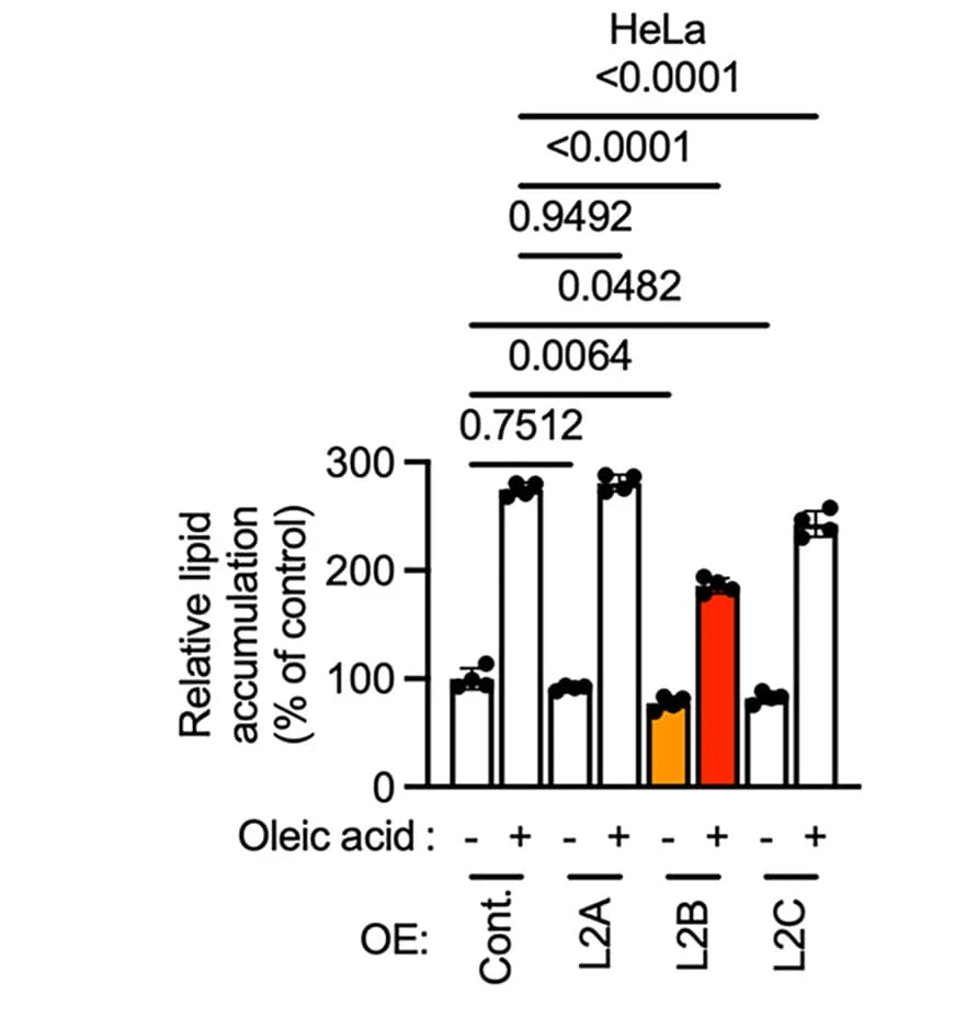 Open access visualization of Bar Plot, Error Bars, Oil Red O Staining, LD Accumulation, HeLa Cells