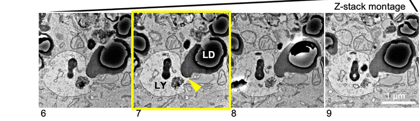 Open access visualization of Microscopy, Z Series SEM Images, LD, Lysosomes, AML12 Cells