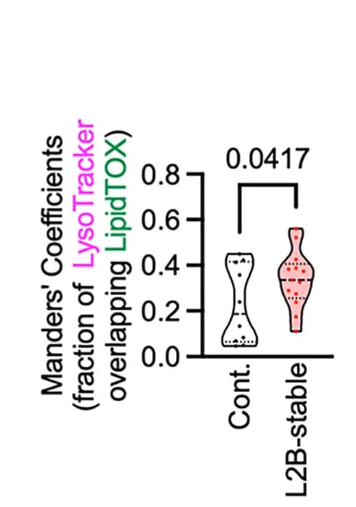 Open access visualization of Violin Plot, Manders’ Correlation Coefficient, Lysotracker, LipidTOX, LAMP2B-KD