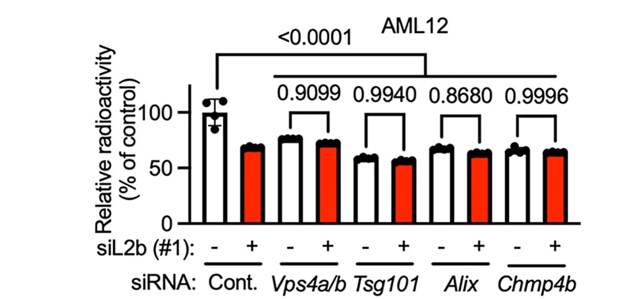 Open access visualization of Bar Plot, Error Bars, AML12 Cells, Lamp2b, Vps4a/b siRNA