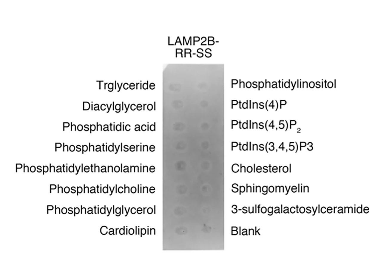 Open access visualization of Photo, Gel, Membrane Lipid Binding Assay, LAMP2B-RRSS, Cytoplasmic Tails