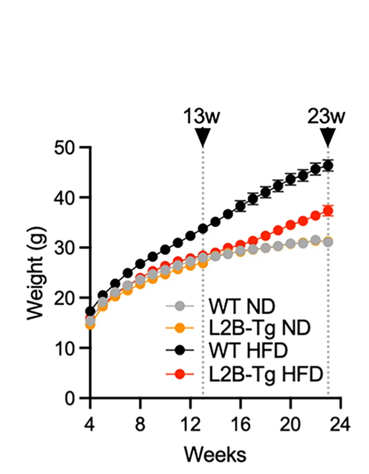 Open access visualization of Line Plot, Error Bars, Body Weights, Wild Type Mice, Lamp2b-Tg Mice
