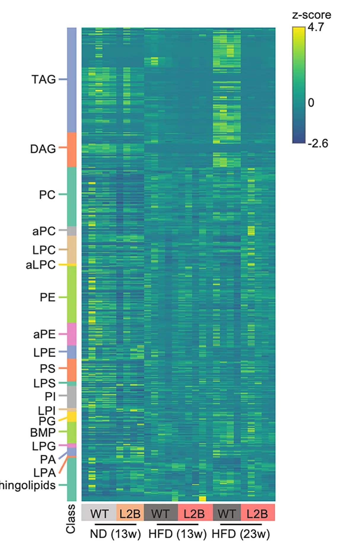Open access visualization of Heatmap, Heatmap Visualization, Liver, Lipidome