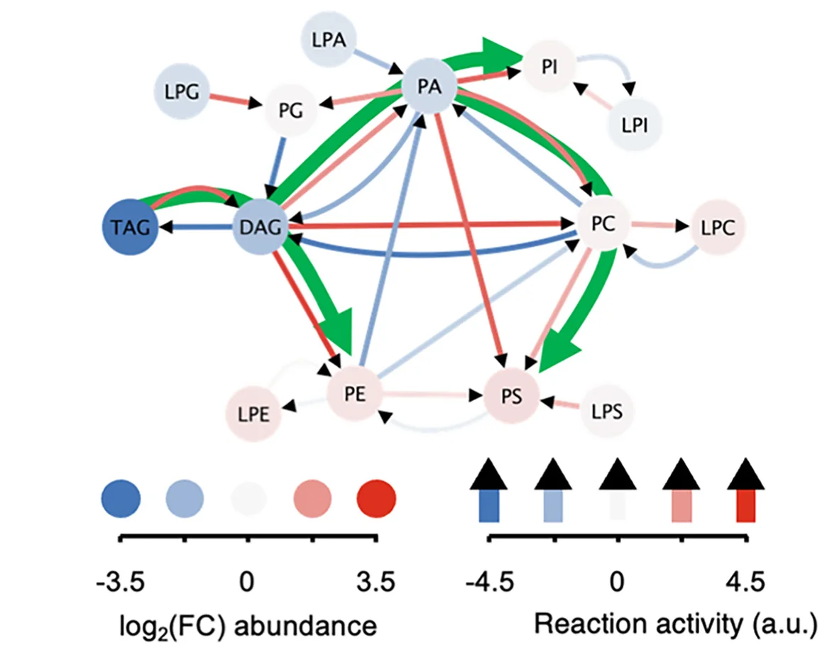 Open access visualization of Pathway, Lipid Reaction Network Analysis, Lamp2b-Tg Mice, Wild Type Mice, High Fat Diet