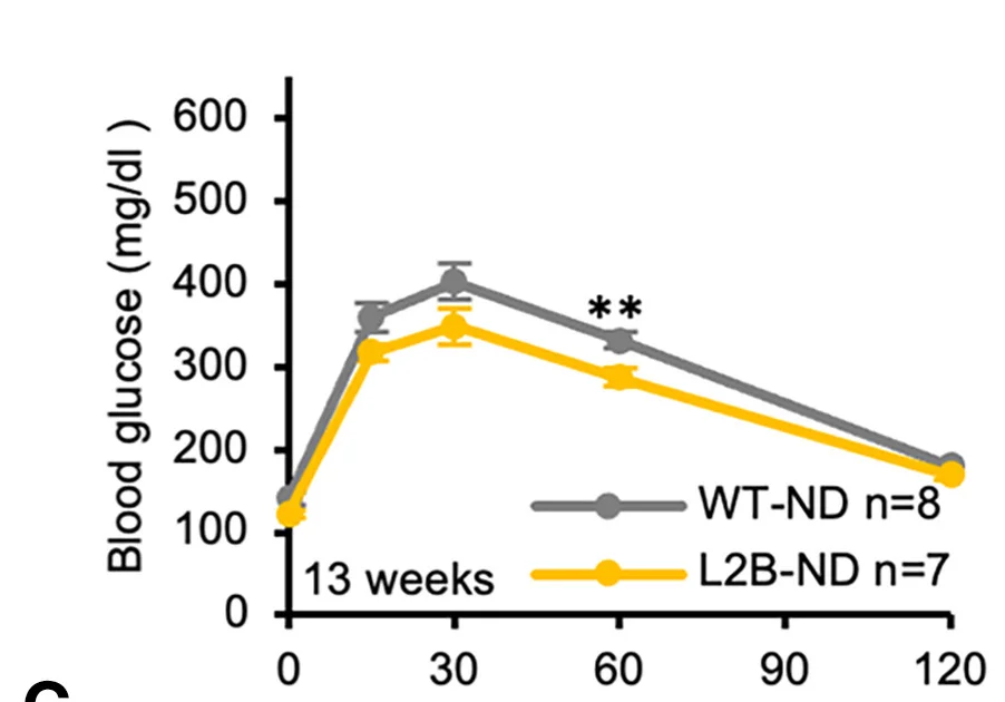 Open access visualization of Line Plot, Error Bars, Glucose Tolerance Test, WT Mice, Lamp2b-Tg Mice