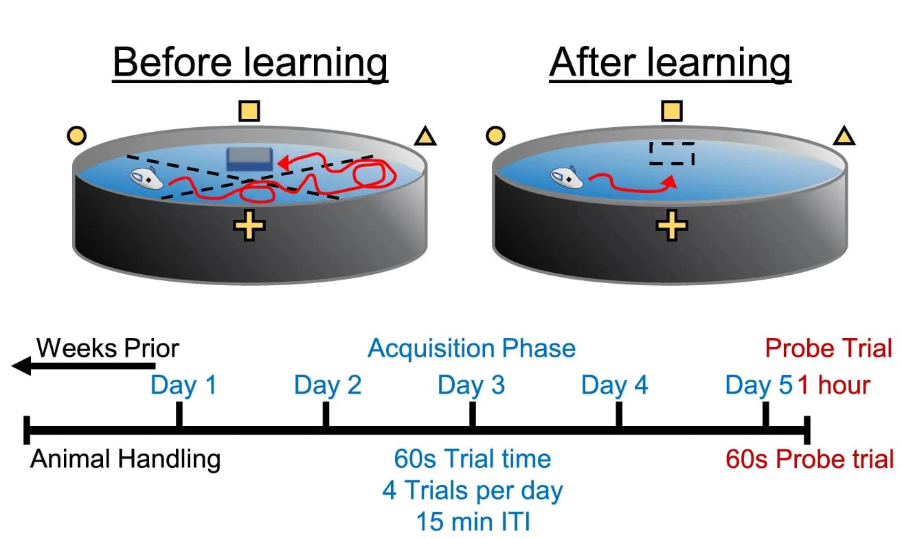 Open access visualization of Workflow, Illustration, Morris Water Maze, Spatial Memory, Mice