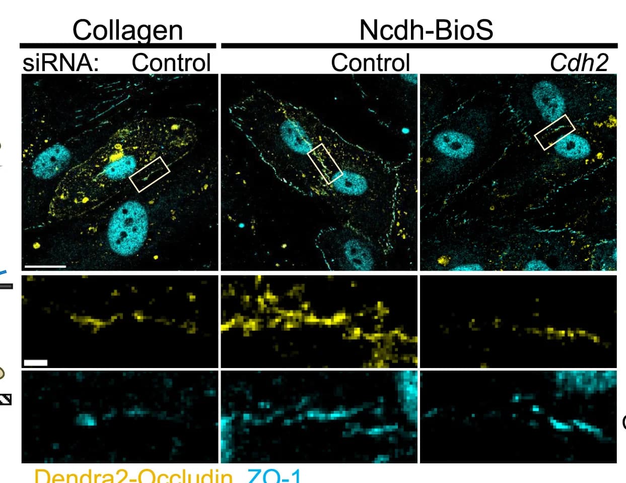 Open access visualization of Microscopy, Dendra2-Occludin, ZO-1, Brain Endothelial Cells, Collagen