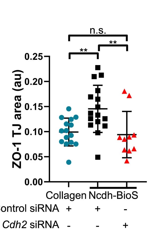Open access visualization of Scatter Plot, Error Bars, ZO-1, Cell Junctions, Quantification