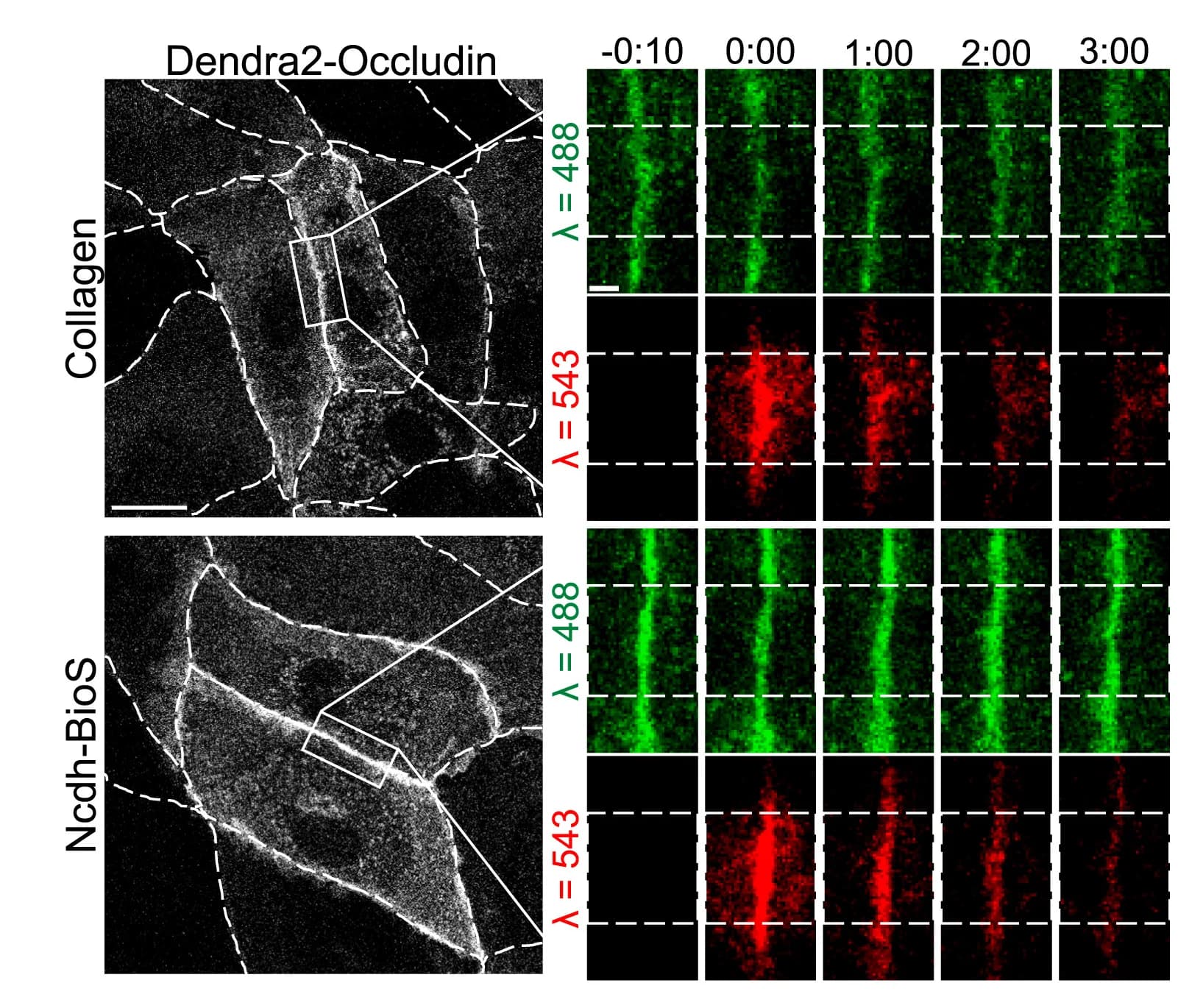 Open access visualization of Microscopy, Time-Lapse Imaging, Dendra2-Occludin, Photoconversion, Tight Junctions