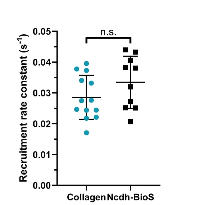 Open access visualization of Scatter Plot, Error Bars, Occludin Recruitment, Rate Constant, Tight Junctions