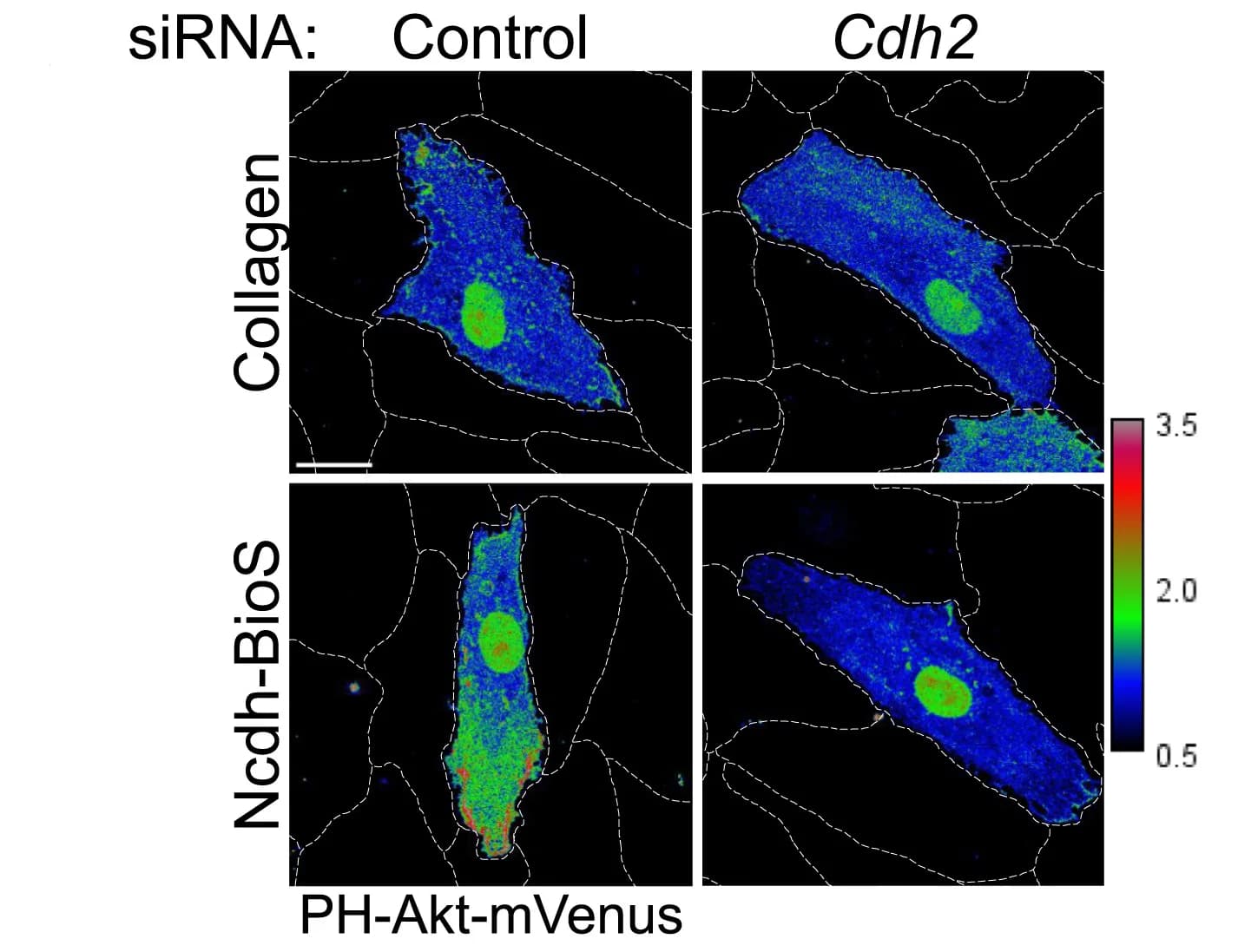 Open access visualization of Microscopy, Confocal Images, BEC Monolayers, Collagen, Ncdh-BioS