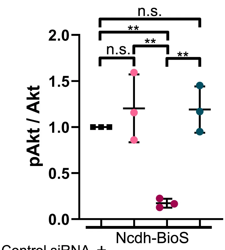 Open access visualization of Scatter Plot, Error Bars, Akt Phosphorylation, pAkt, Total Akt