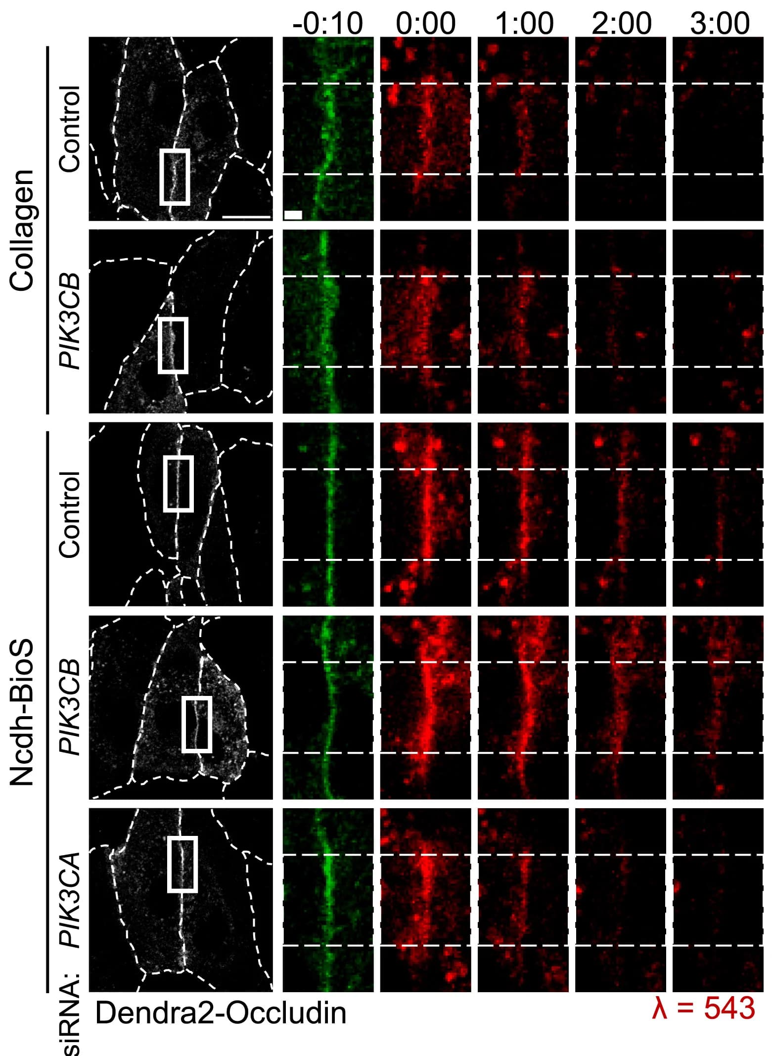 Open access visualization of Microscopy, BEC Monolayers, Dendra2-occludin, siRNA, Collagen