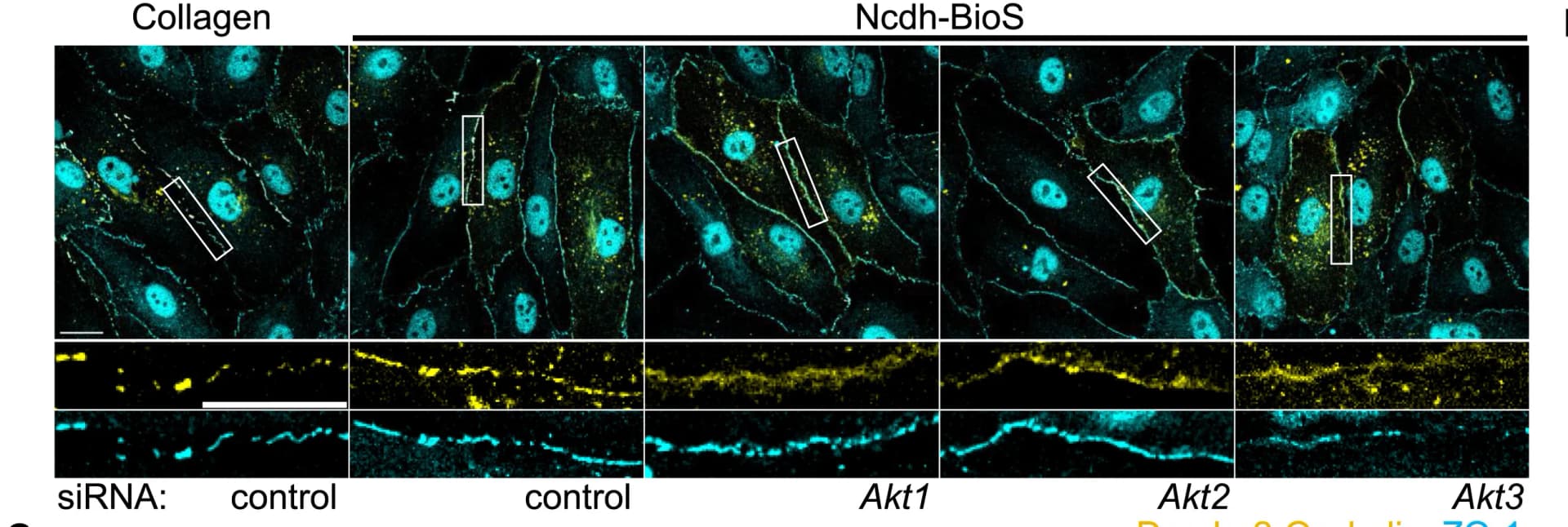 Open access visualization of Microscopy, Dendra2-Occludin, ZO-1, Immunofluorescent Staining, BECs
