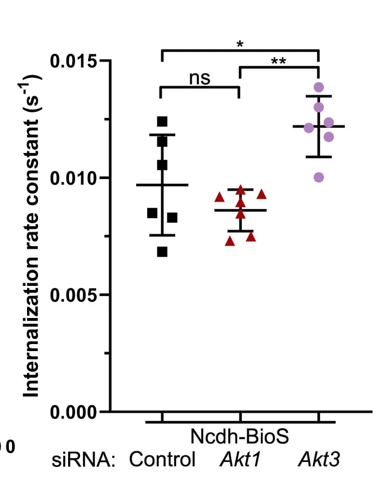 Open access visualization of Scatter Plot, Error Bars, Occludin Internalization, TJs, ANOVA