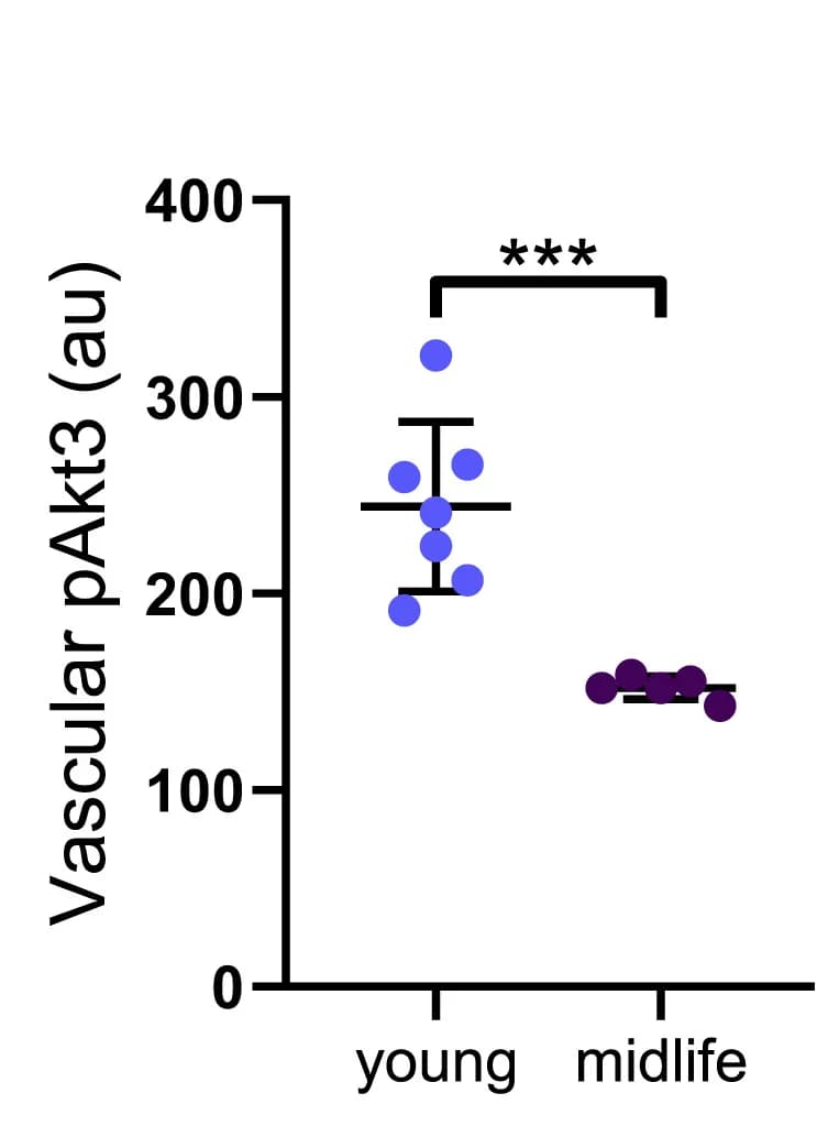 Open access visualization of Scatter Plot, Error Bars, pAkt3, Vessel Area, Quantification