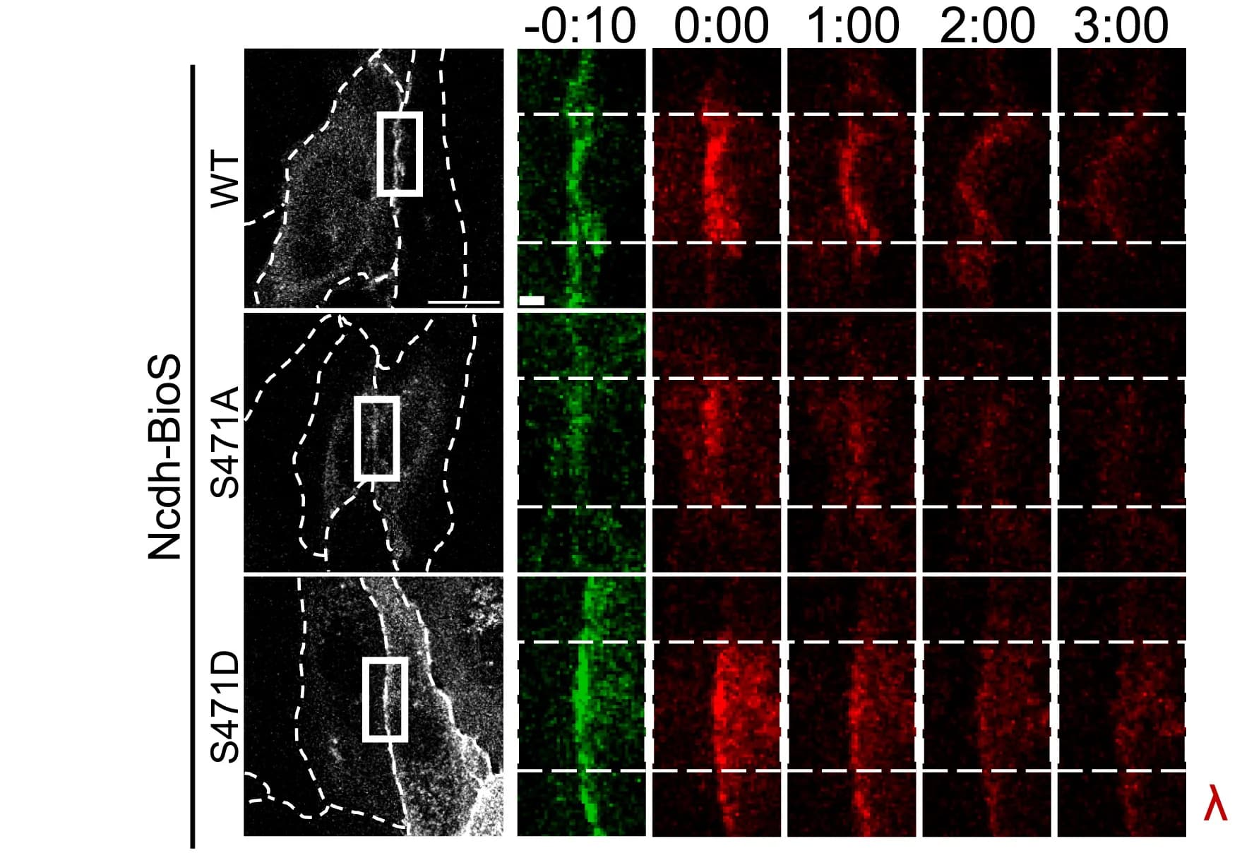 Open access visualization of Microscopy, Time-Lapse Images, Dendra2, Occludin Mutants, BEC Monolayers