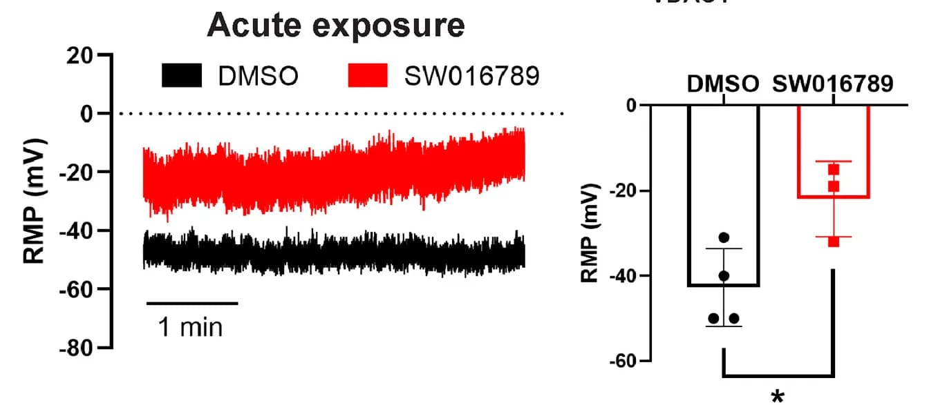 Open access visualization of Line Plot, Box Plot, Resting Membrane Potential, MIN6 Cells, DMSO