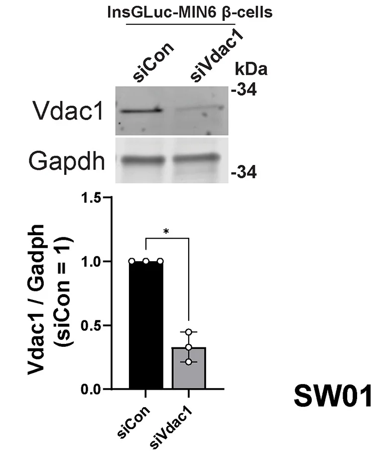 Open access visualization of Bar Plot, Error Bars, Vdac1, InsGLuc-MIN6 β Cells, Cell Depletion