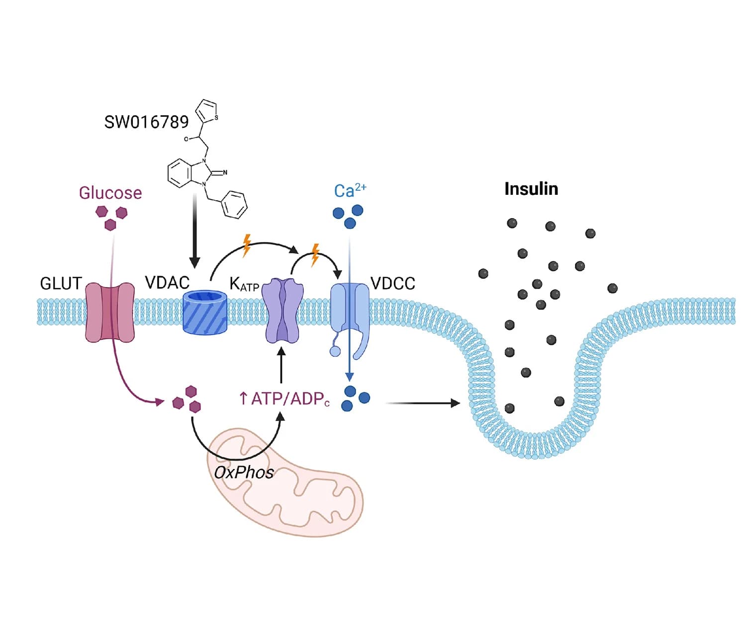 Open access visualization of Workflow, Illustration, SW, VDAC1, Working Model