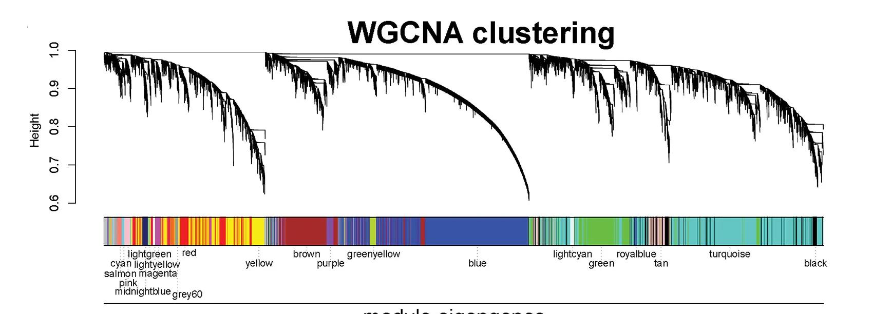 Open access visualization of Network, Dendrogram, Weighted Gene Co-expression Network Analysis, Transcriptomics