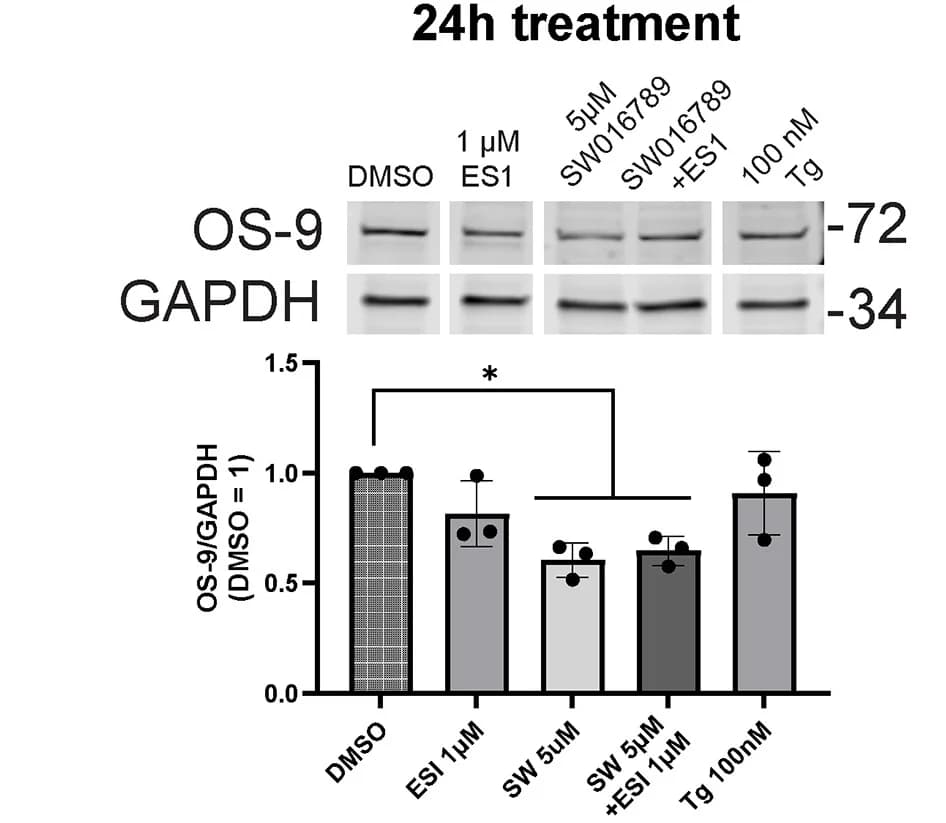 Open access visualization of Bar Plot, Error Bars, Gel, OS-9 Immunoblots, MIN6 Cells