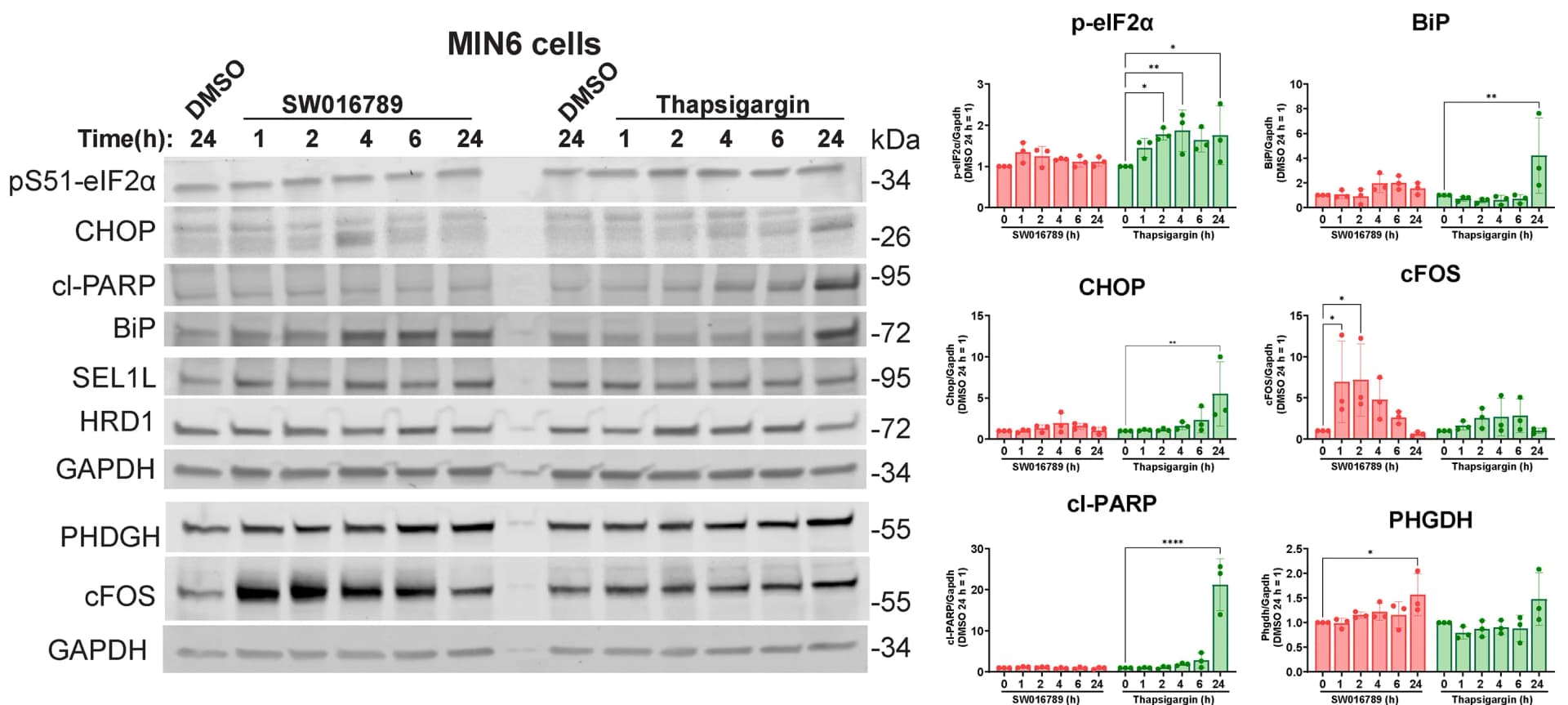 Open access visualization of Bar Plot, Error Bars, Photo, Gel, MIN6 Beta Cells