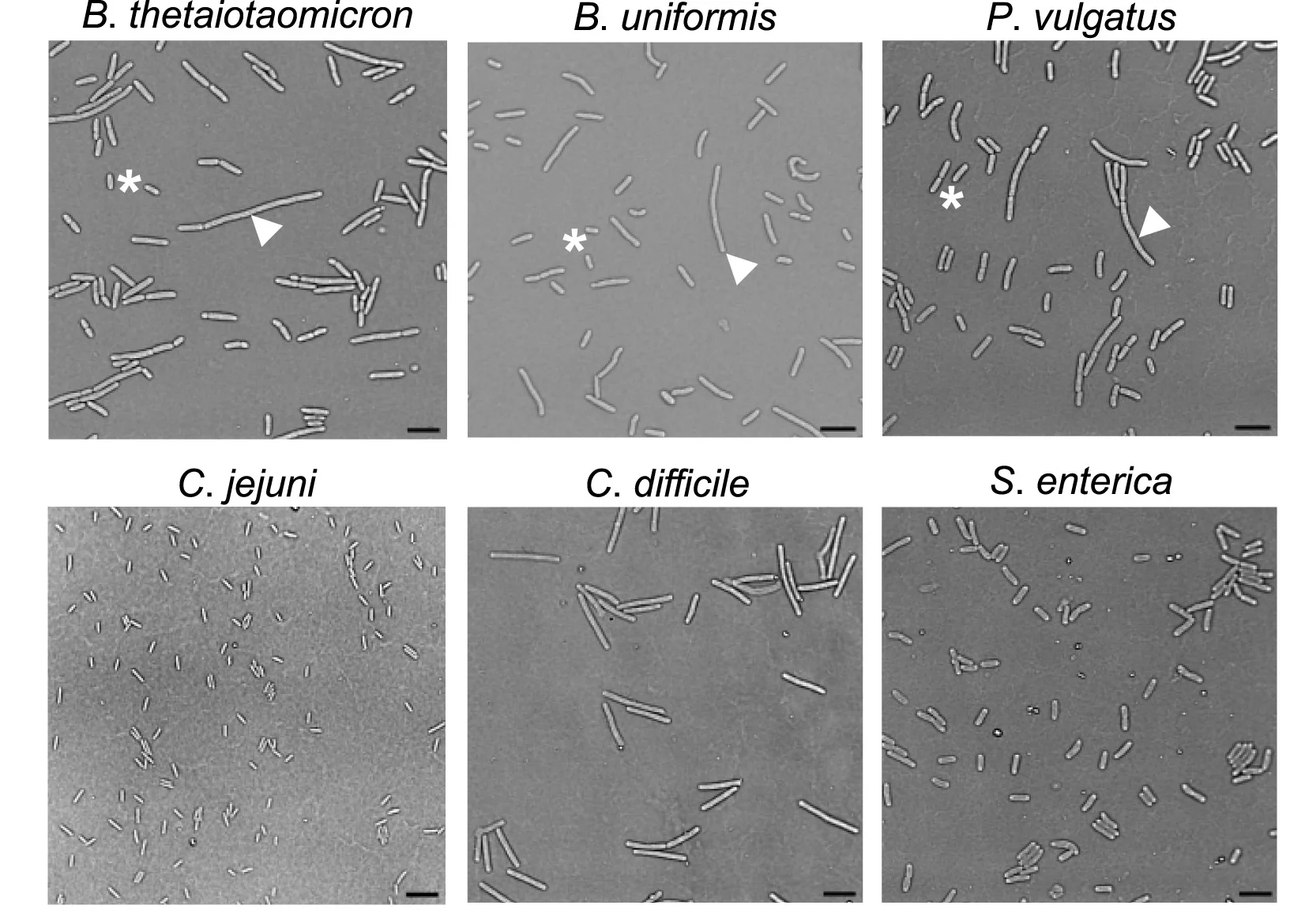 Open access visualization of Microscopy, Confocal Microscopy, Phase-Contrast Microscopy, Bacterial Species, Liquid Medium