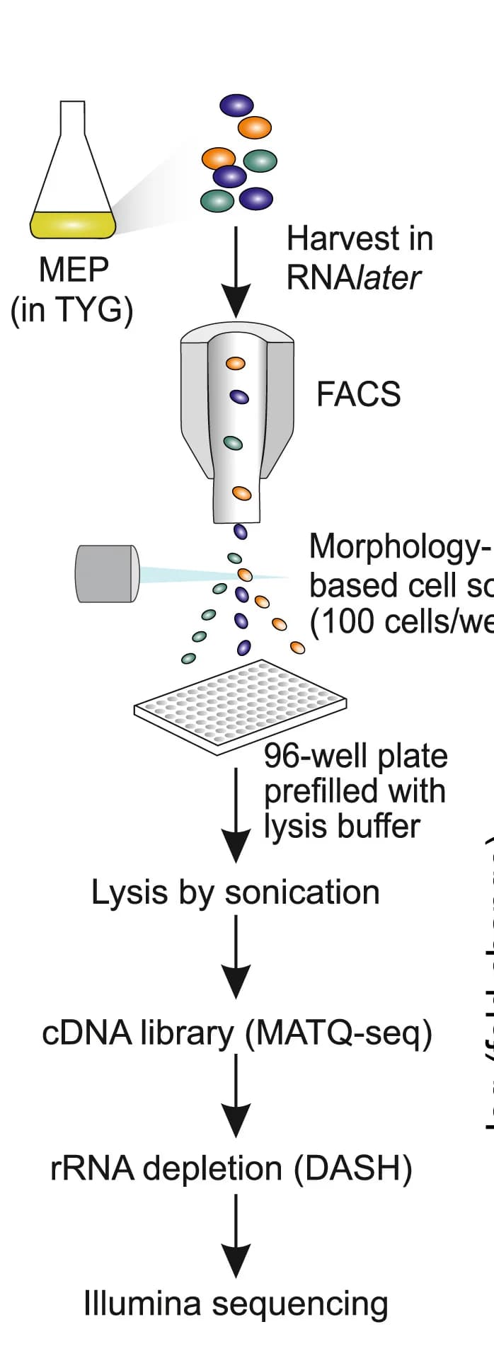 Open access visualization of Workflow, Flowchart, Illustration, RNA-Seq, Cell Sorting